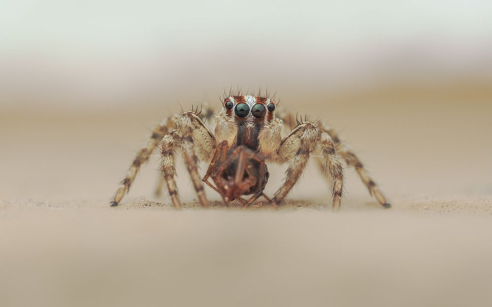 Photograph by Hardeep Solanki