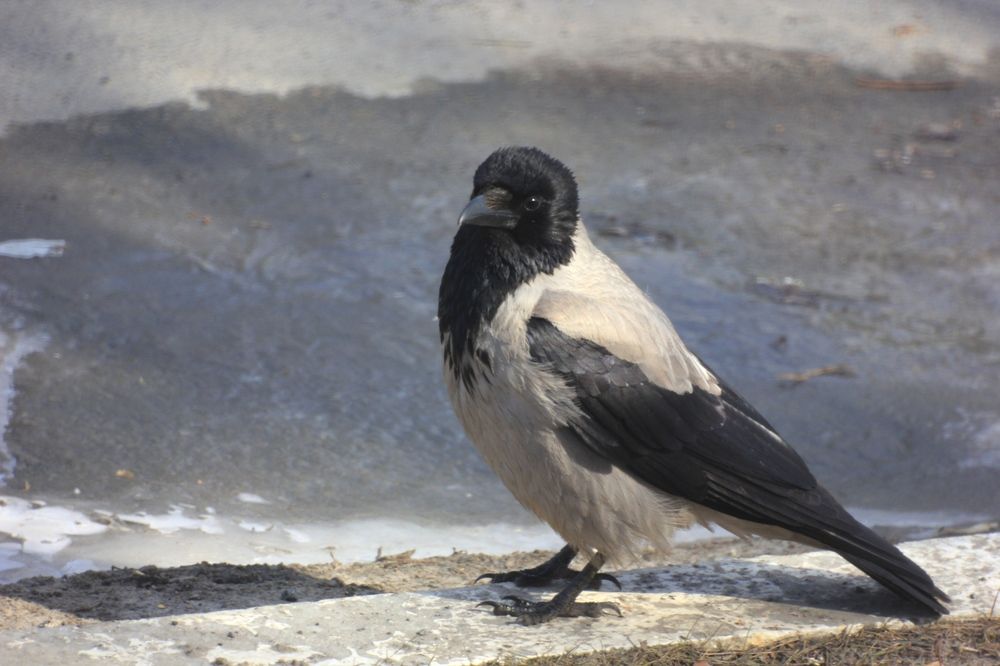 задумчивая ворона / a thoughtful crow