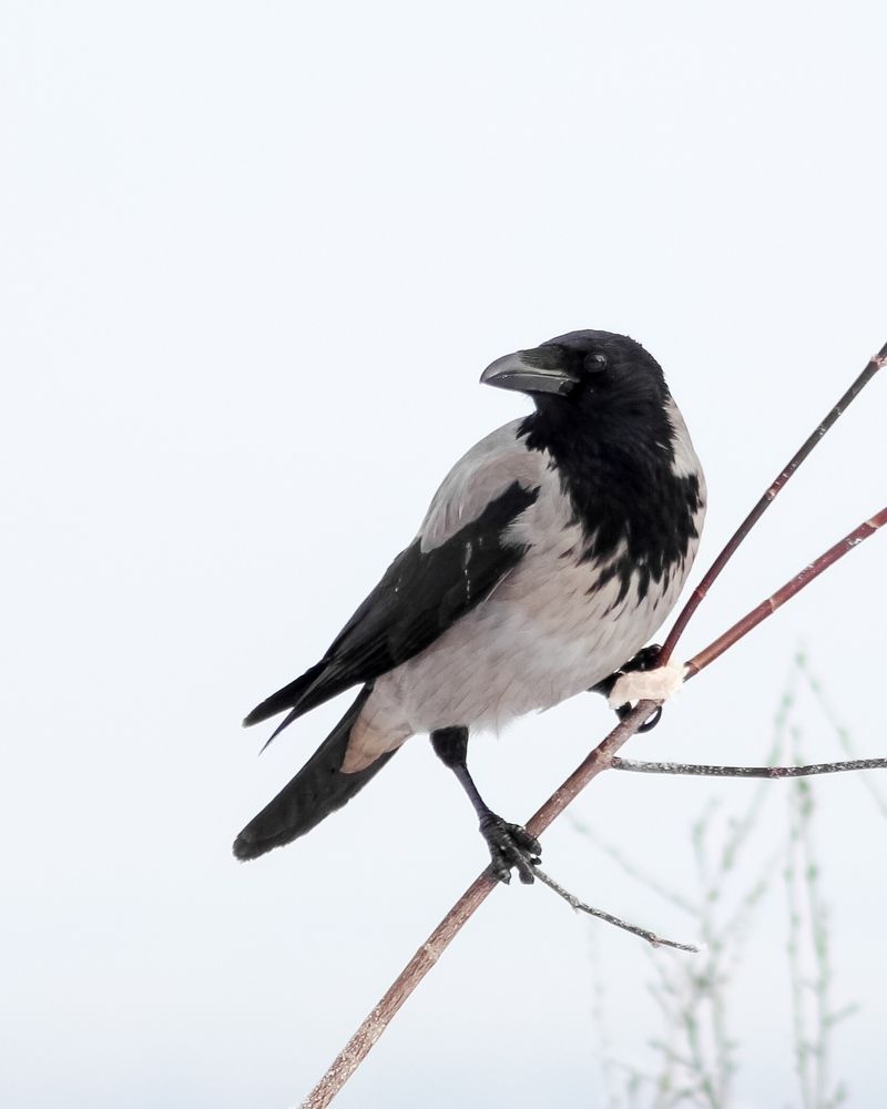 Фотография автора Евгения Никишина