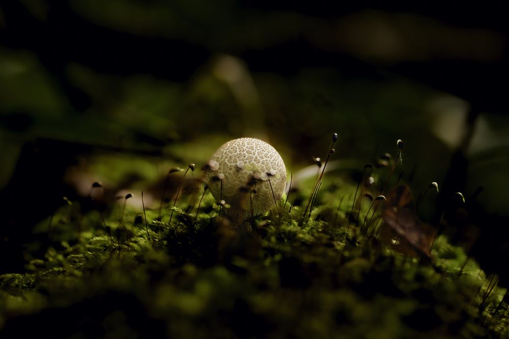 Фотография автора Виктор Парщиков