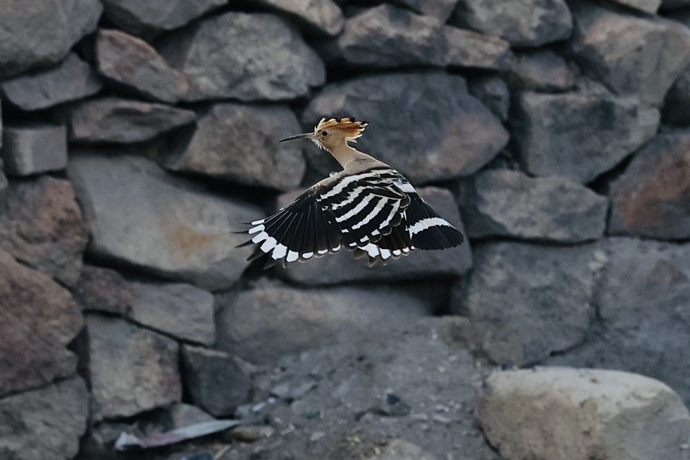 Удод в полете