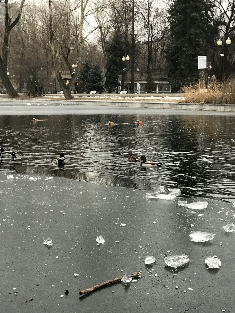 Photograph by Татьяна Шибанова