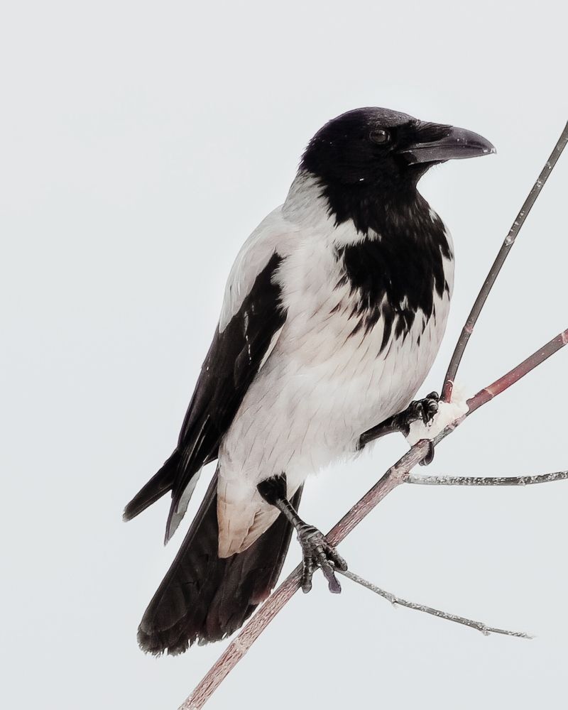 Фотография автора Евгения Никишина