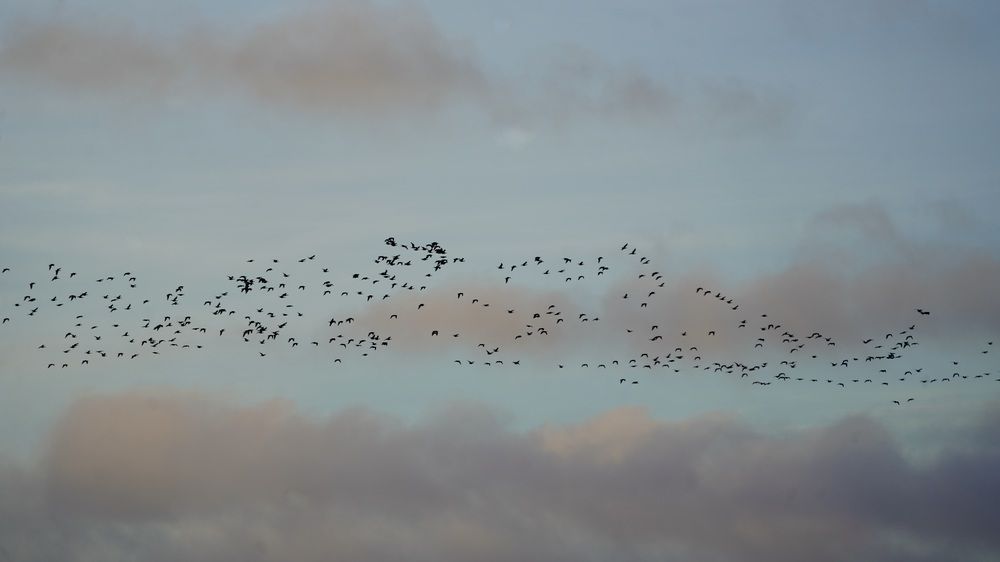 Photograph by Toomas Tõnisalu