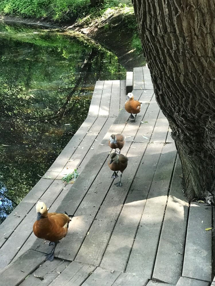 Photograph by Татьяна Шибанова