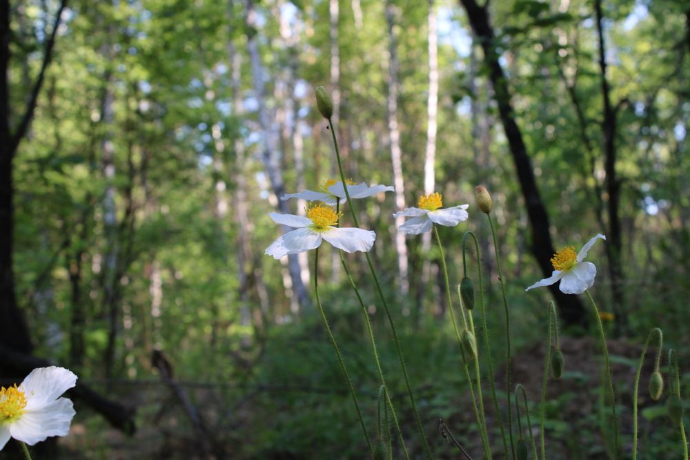 Фотография автора Екатерина Пачина