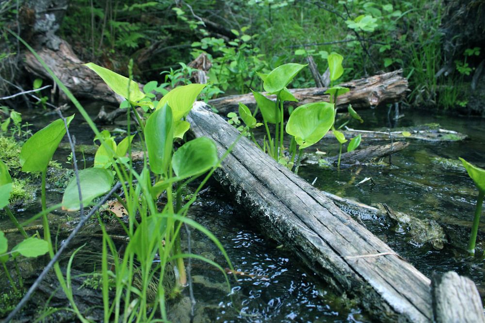 Фотография автора Екатерина Пачина