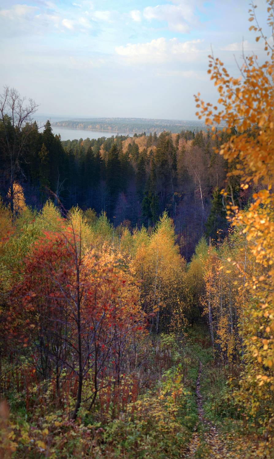 Лесные дАли