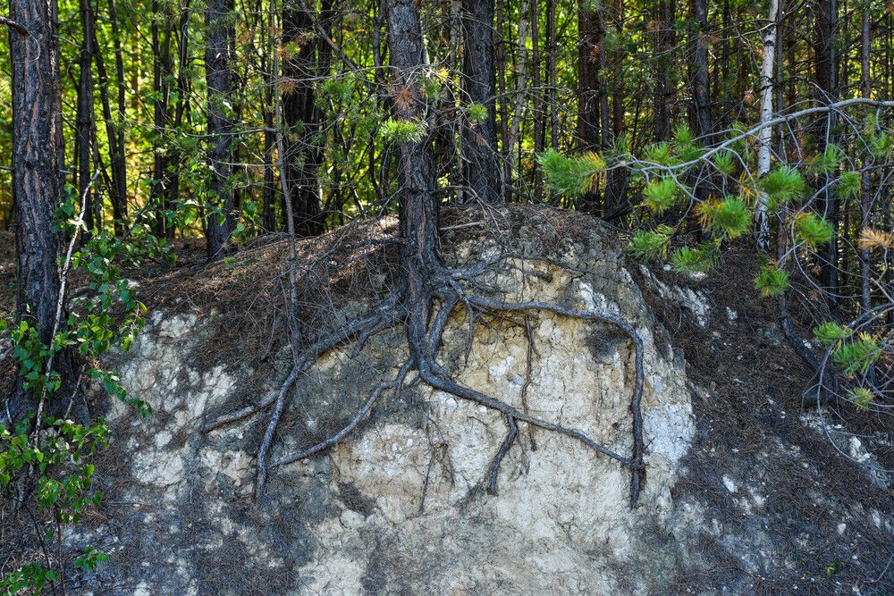 Фотография автора Сергей Чесноков