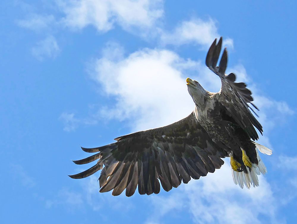 Zeearend in Noorwegen bij Bodo