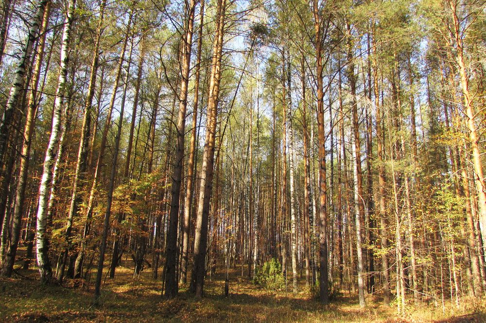 Photograph by Екатерина Лобанова