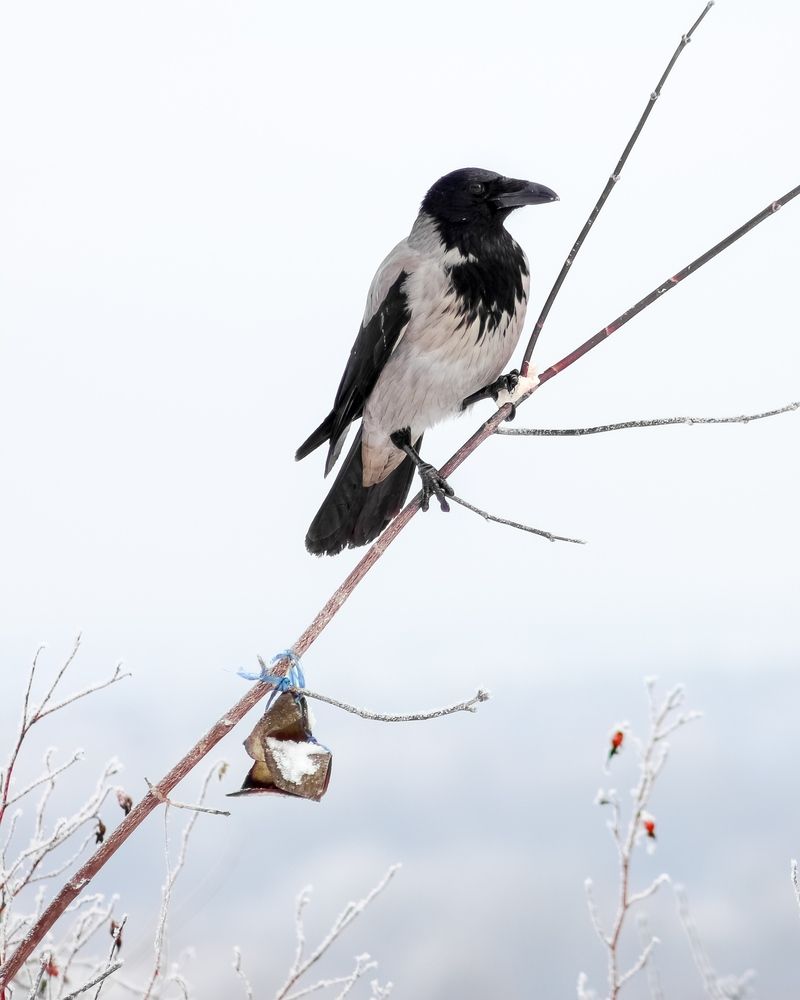 Фотография автора Евгения Никишина