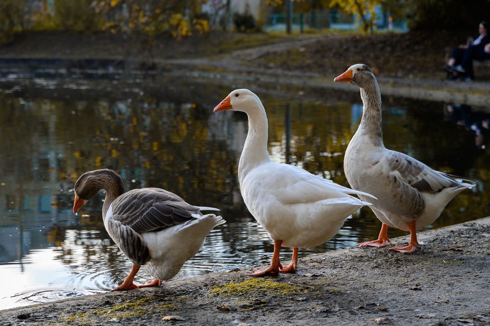 Фотография автора Вера Базилевская
