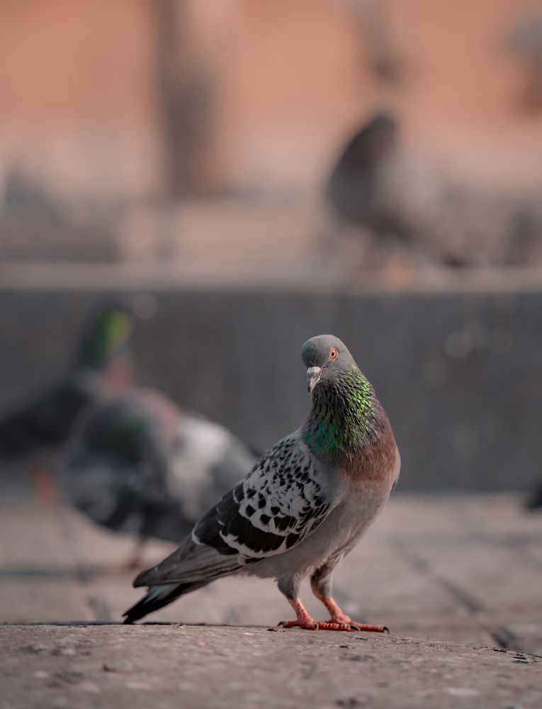 Photograph by Jamal Uddin