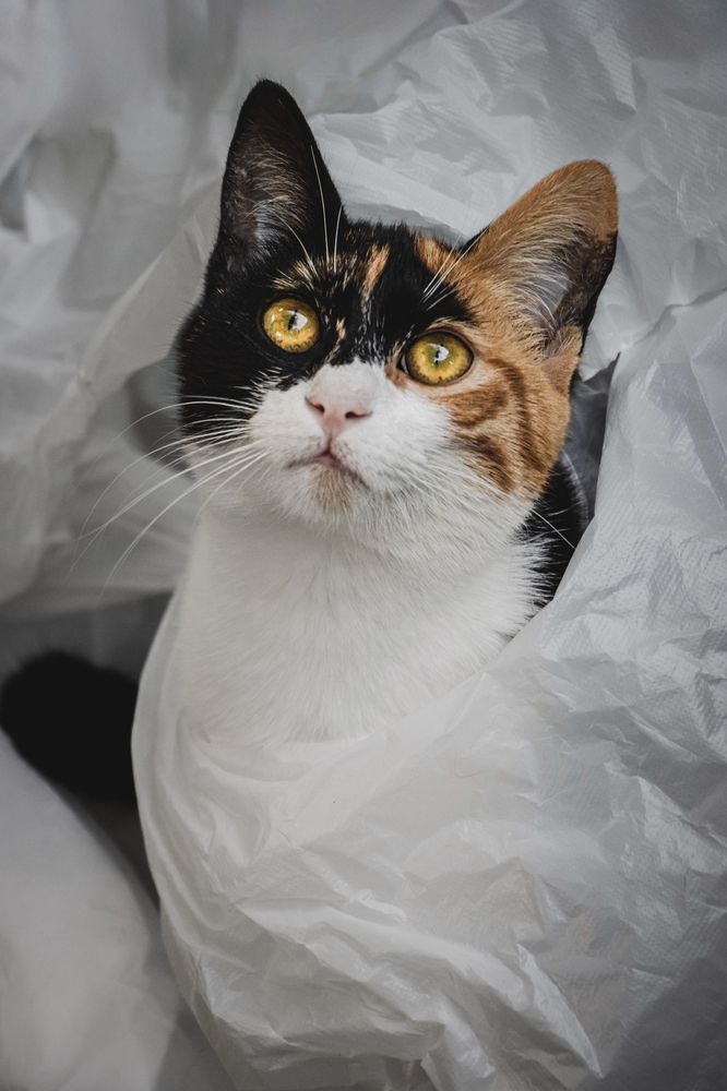 Cat in a bag