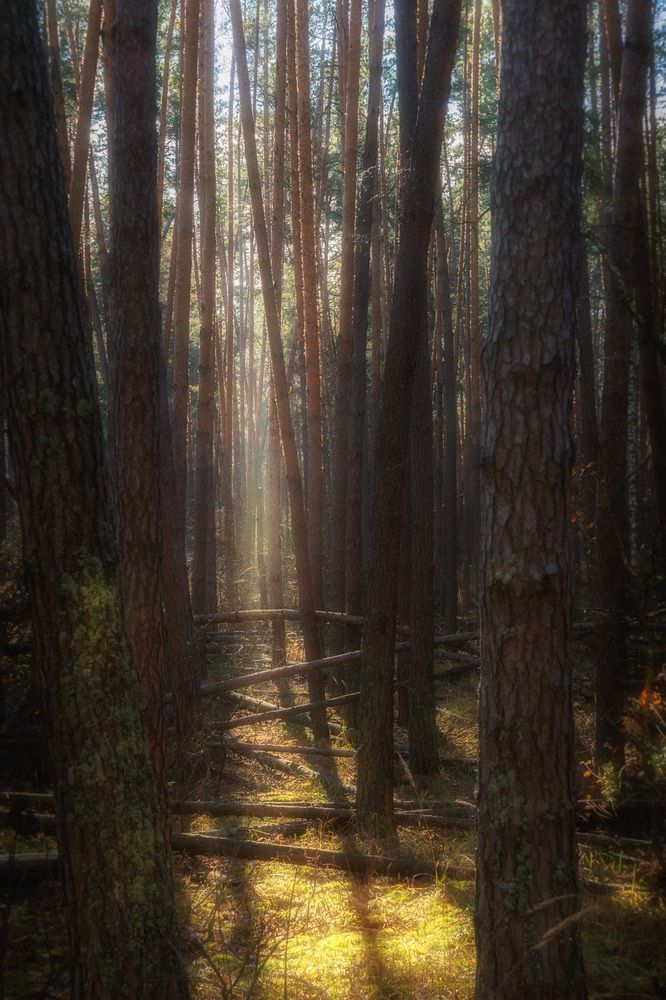 Photograph by Olga Sharikova