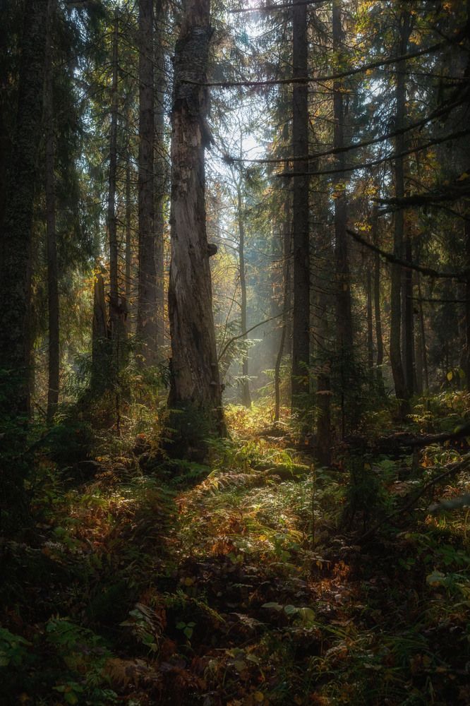 Photograph by Olga Sharikova