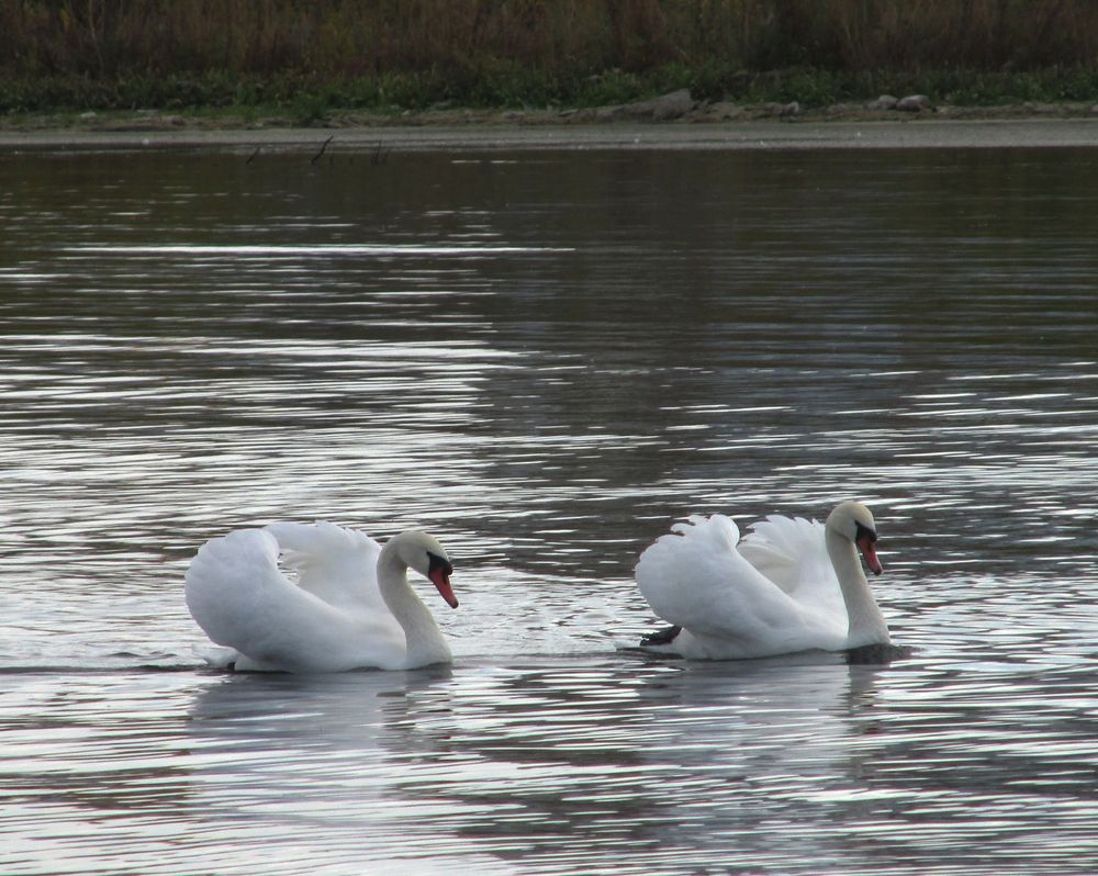 Photograph by Ольга Дерябина