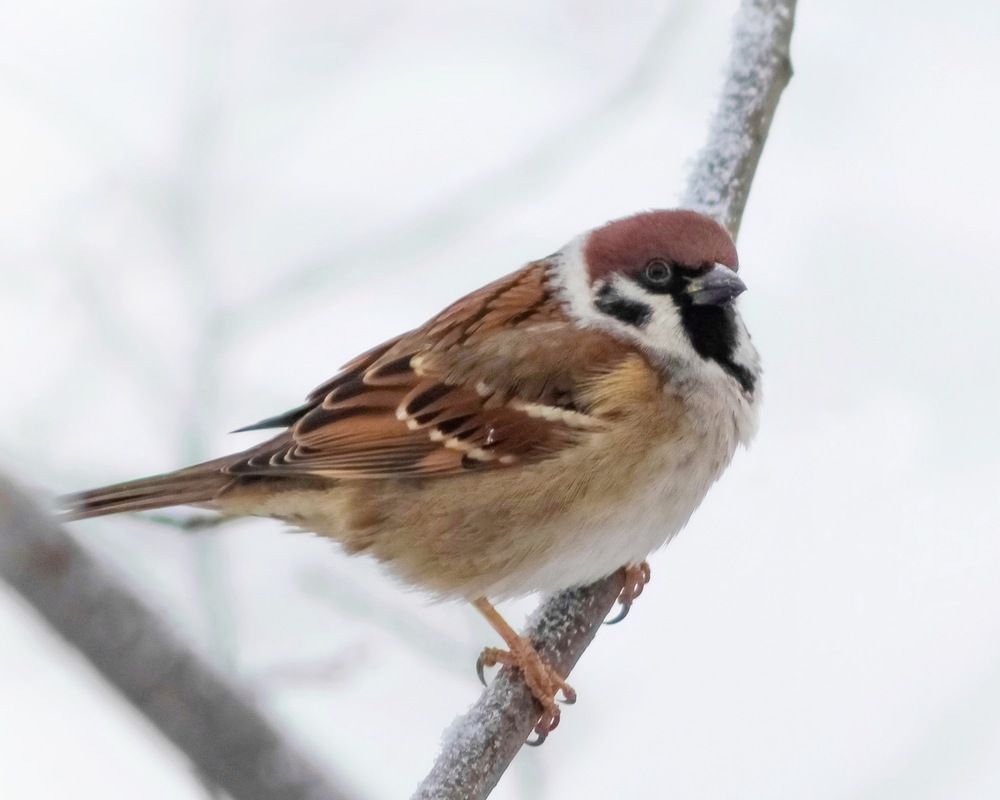 Фотография автора Евгения Никишина