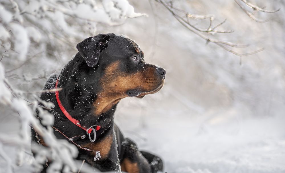 Photograph by Яна Кудлай