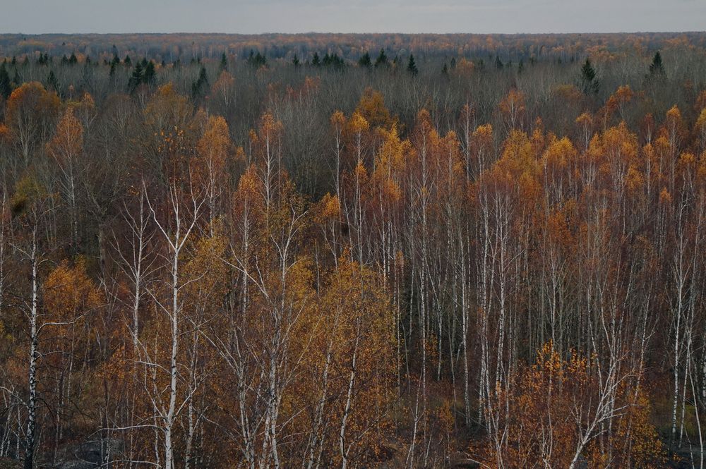 Photograph by Лена Максимкина