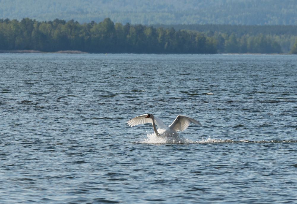 Photograph by Ольга Дерябина