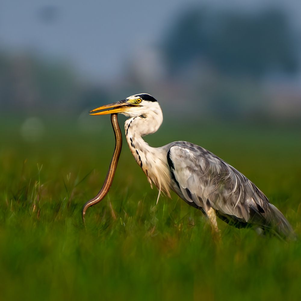 Photograph by Soumya Chandan Panda