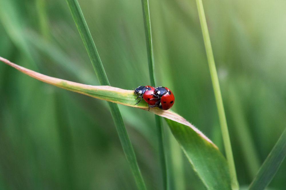 Photograph by Vania Tonova