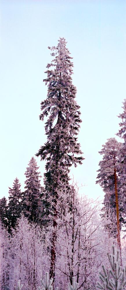 Сиреневый свет