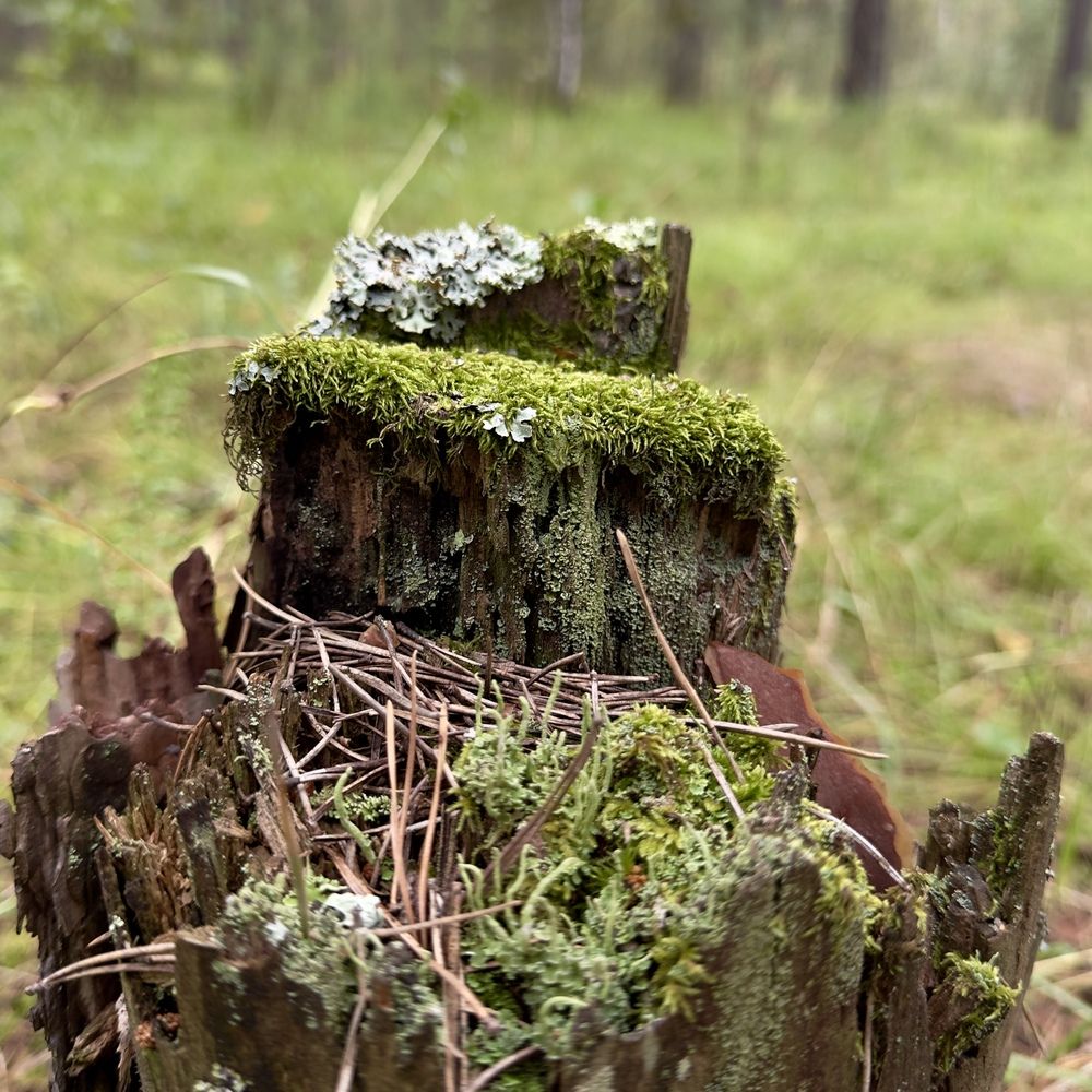 Photograph by Софья Шмидт