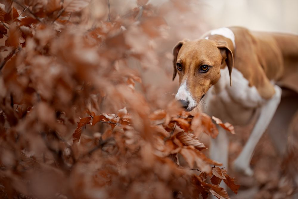 Photograph by Yong Lei van Barlingen