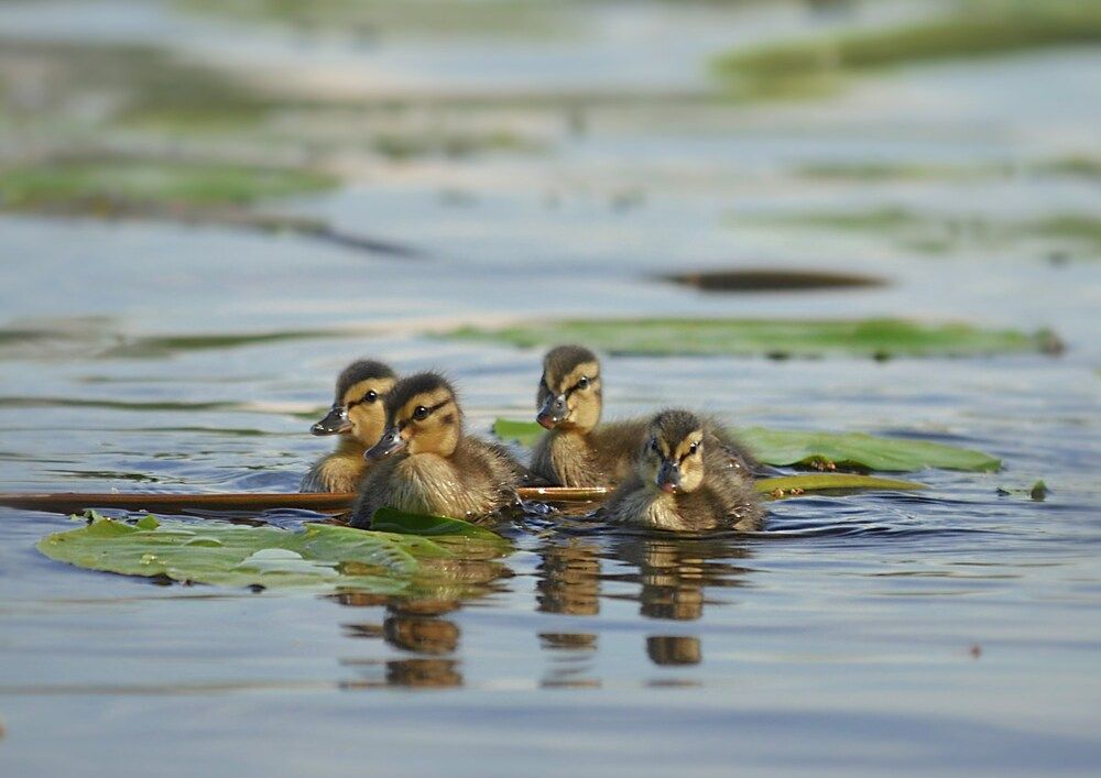 Photograph by Соколова Елена