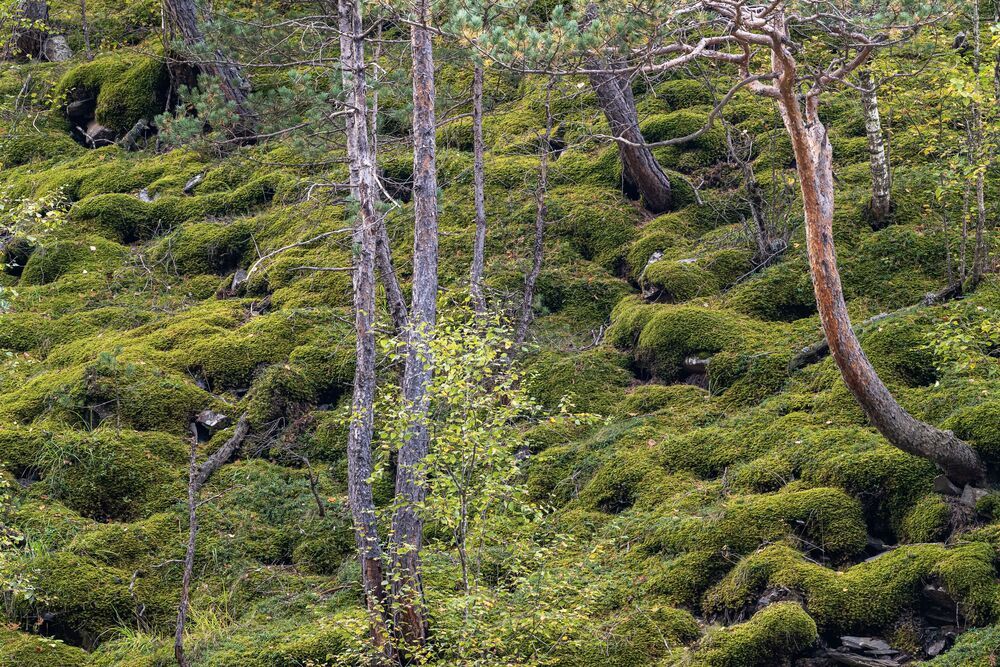 Photograph by Савчук Сергей