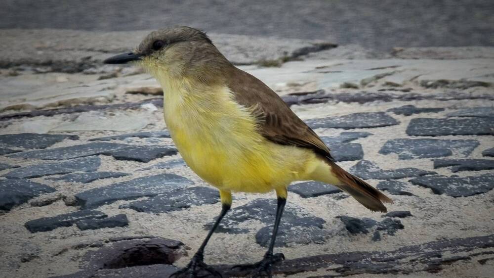 Photograph by Gr Marie