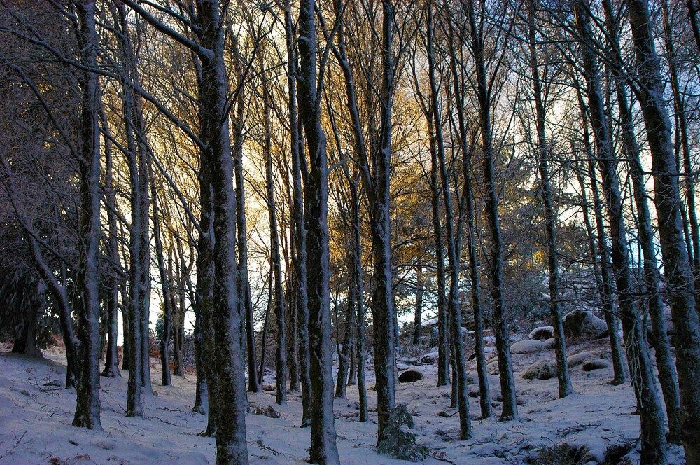 Photograph by JOSE LIMA RODRIGUES