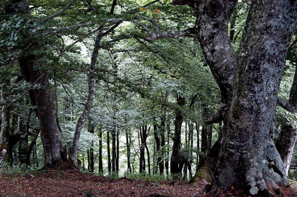 Photograph by JOSE LIMA RODRIGUES