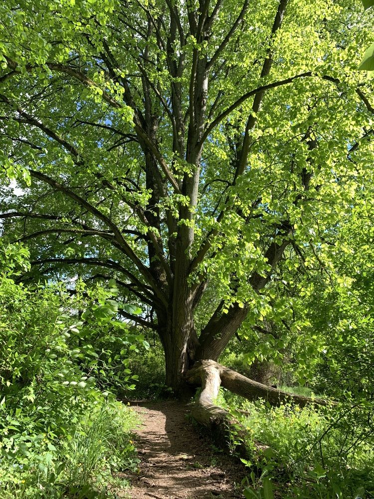 Фотография автора Ирина Шпаковская