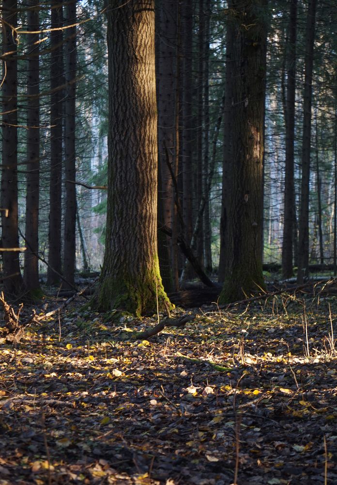 Photograph by Лена Максимкина