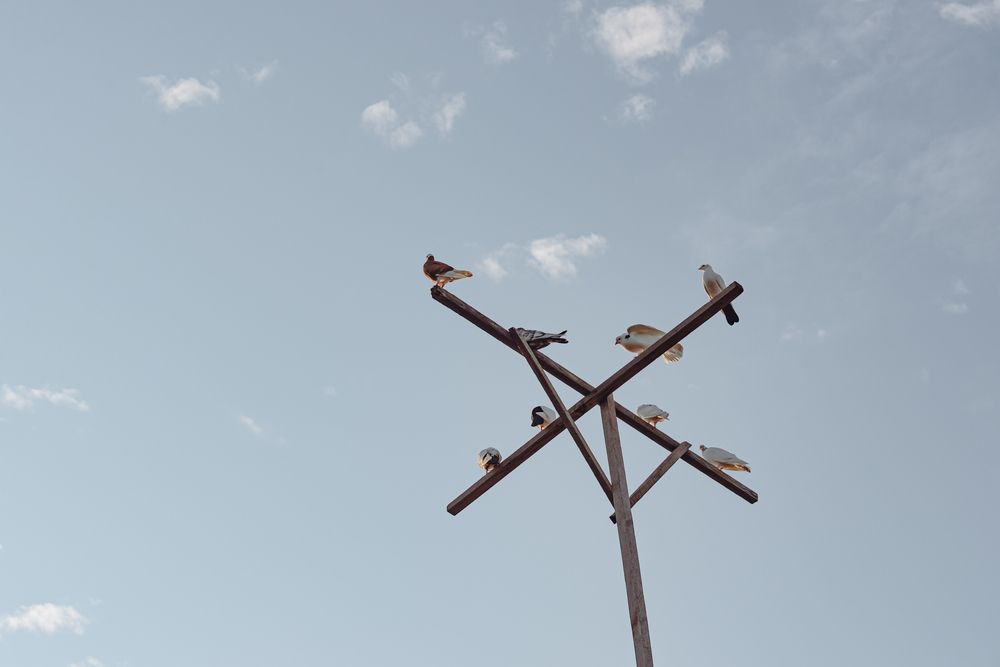 На жёрдочке