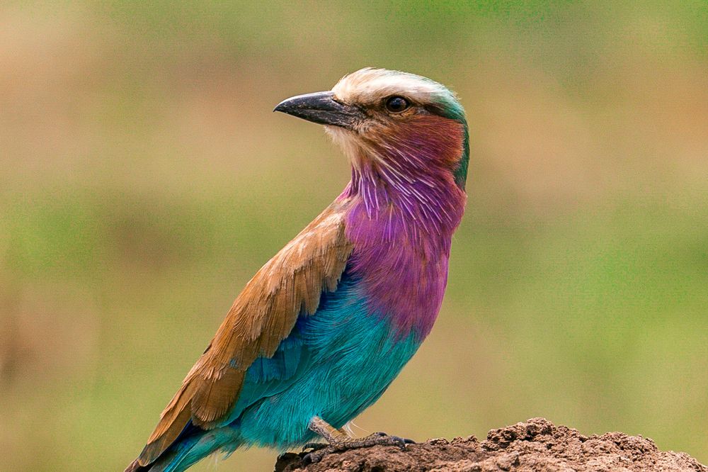 Photograph by Trivet Antony