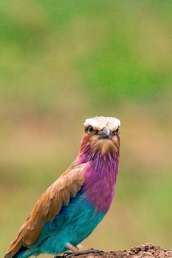 Photograph by Trivet Antony