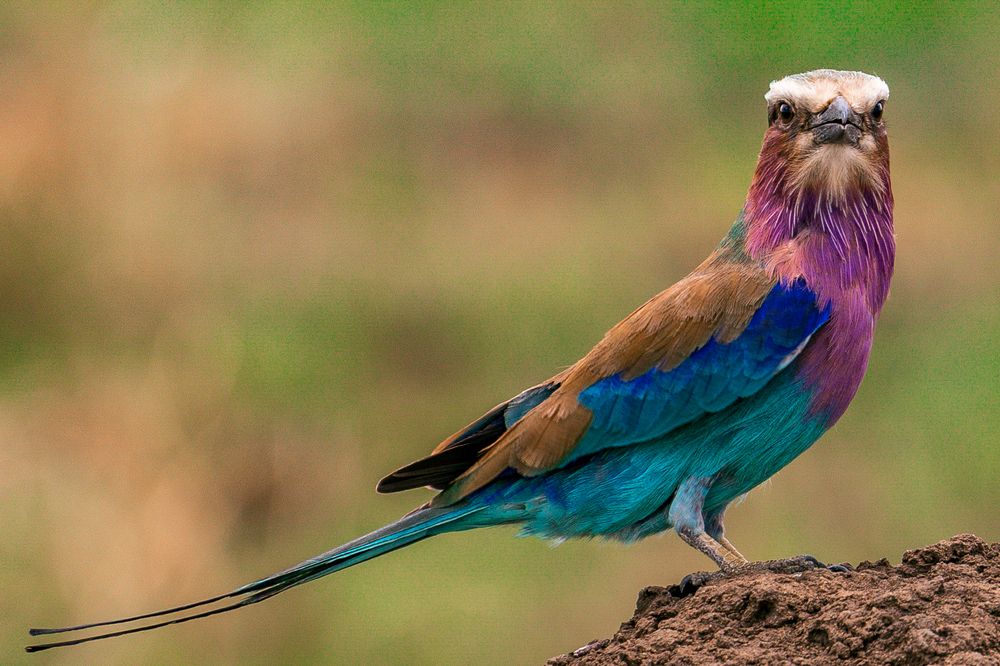 Photograph by Trivet Antony