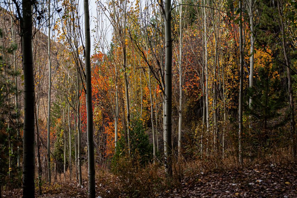 Photograph by Mary Petrova