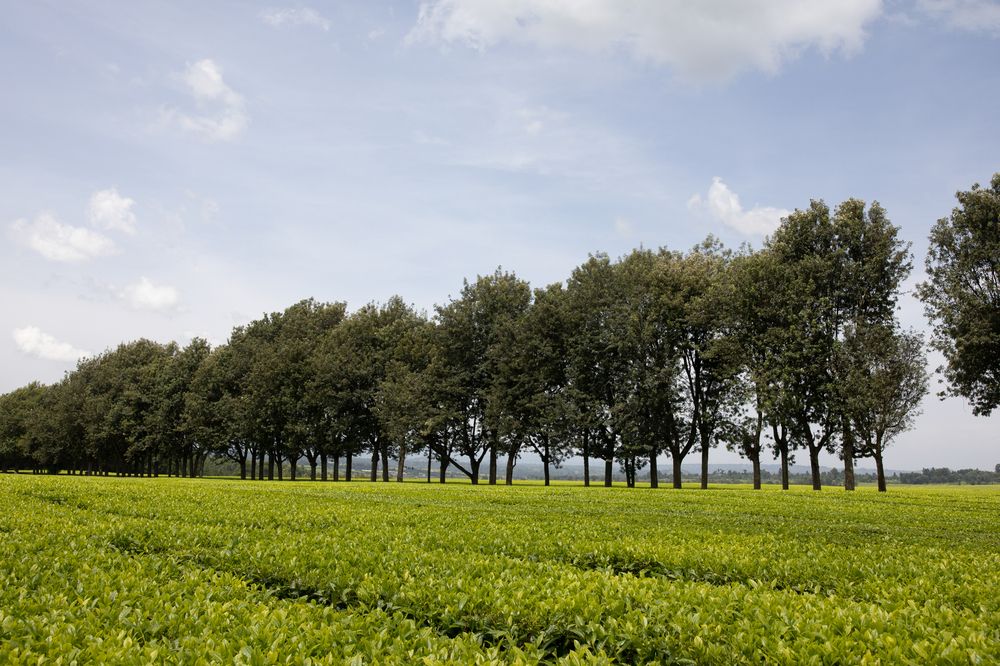 Photograph by Trivet Antony