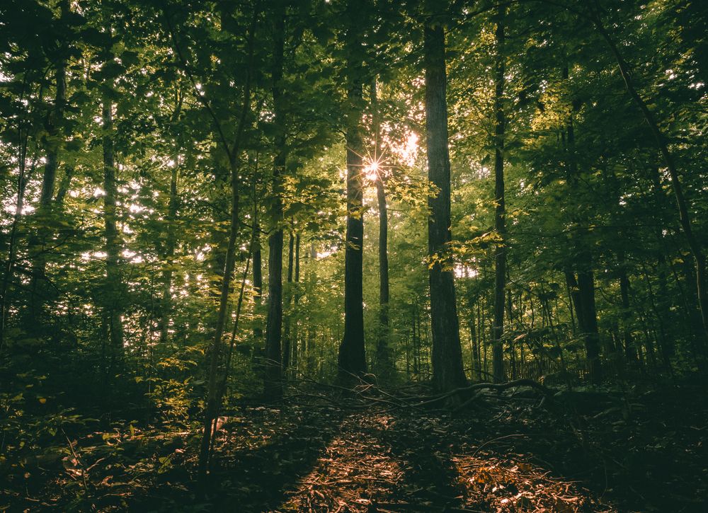 Photograph by John Shaize