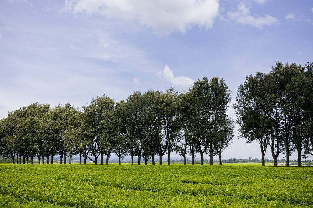 Photograph by Trivet Antony