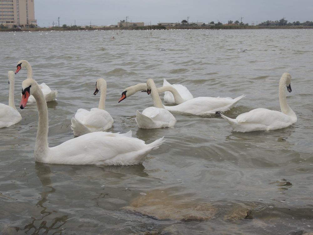 Лебеди Евпатории