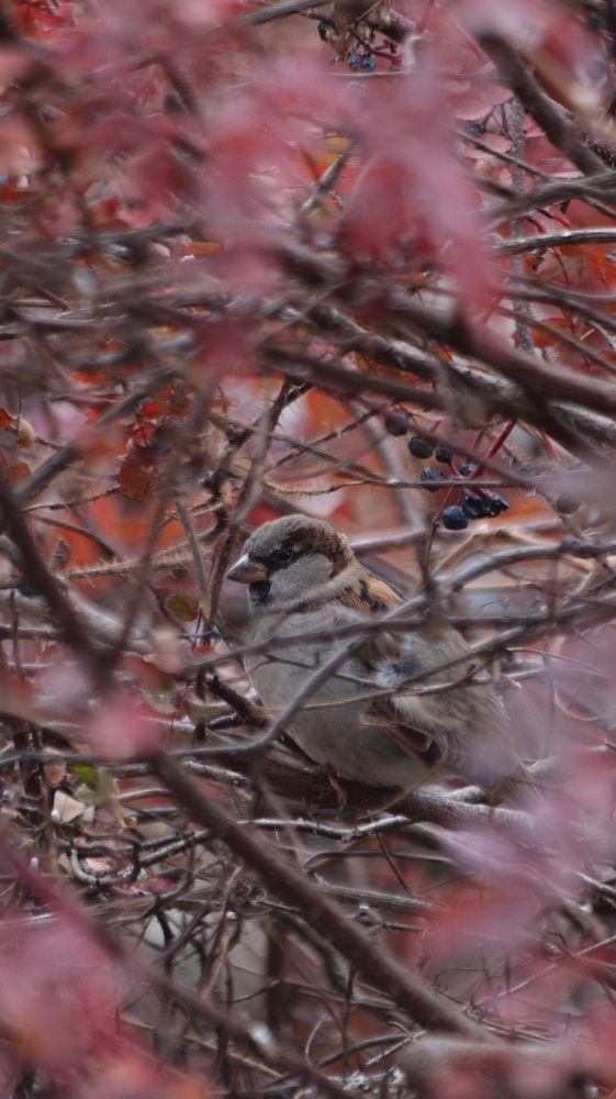 Photograph by Даниил Сырбу