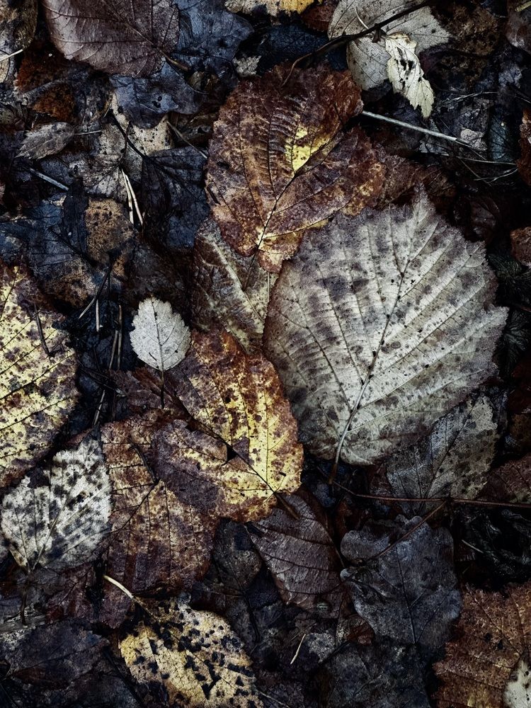 Photograph by Елена Брижеватая