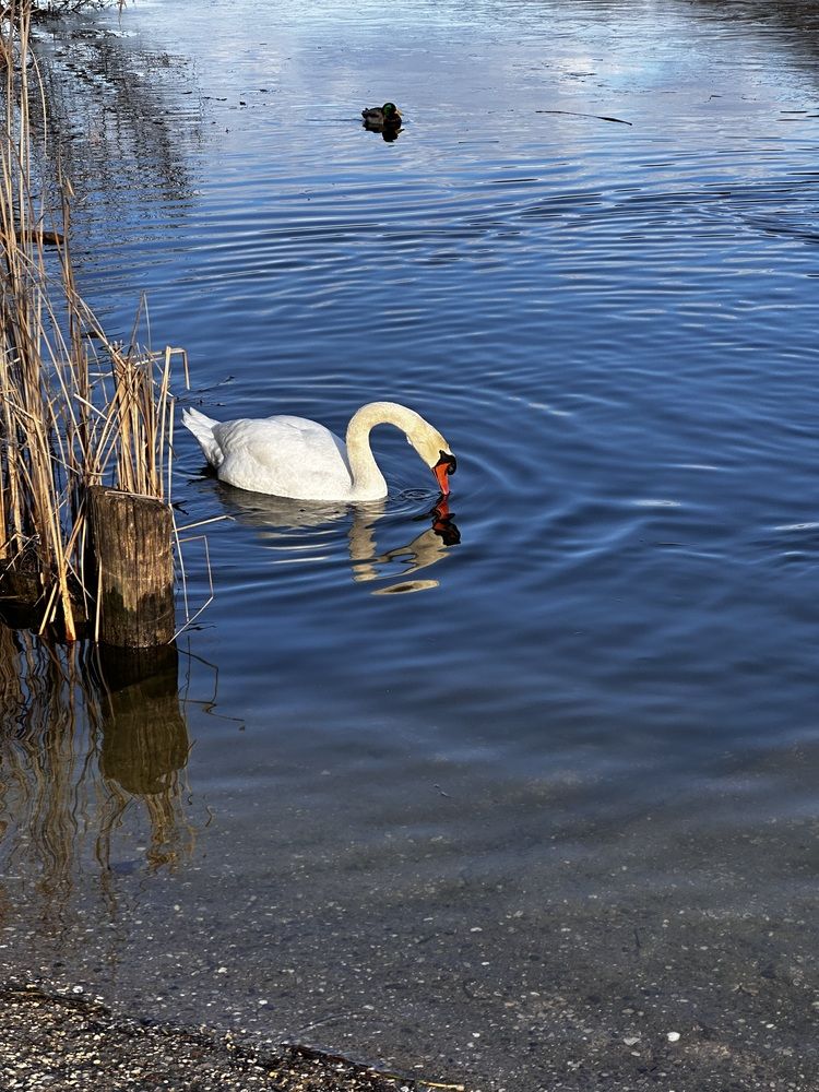 Photograph by Елена Брижеватая